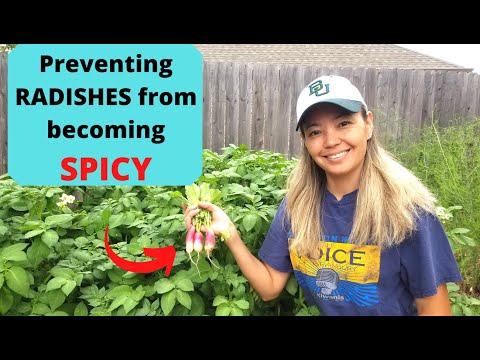 How to prevent RADISHES from becoming SPICY