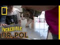 A Meow-tain of Cases | The Incredible Dr. Pol