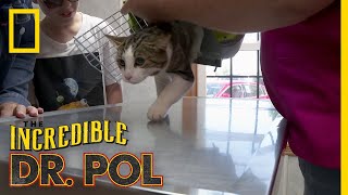 A Meowtain of Cases | The Incredible Dr. Pol