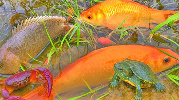 Tìm bắt cá, con ếch, con rùa, cá chép trong những quả trứng và chiếc âu kì lạ