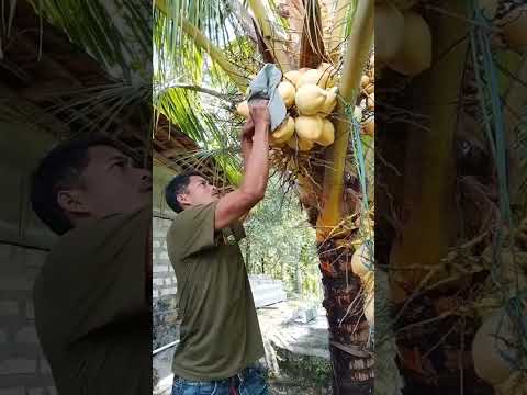 The Cute Coconut Lover! This Guinea Pig's Antics Are Causing a Stir #nature #shortvideo #viral #fyp