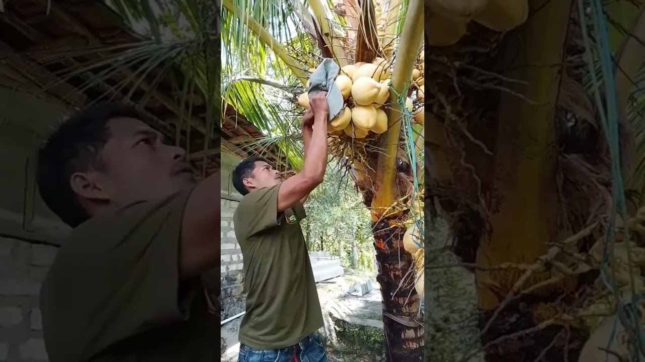 The Cute Coconut Lover! This Guinea Pig's Antics Are Causing a Stir #nature #shortvideo #viral #fyp