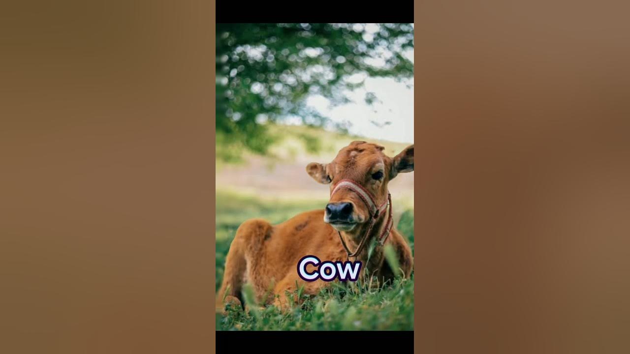 Four Halal Animals To Eat In Islam viral trending YouTube four-halal-animals-to-eat-in-islam-viral-trending-youtube