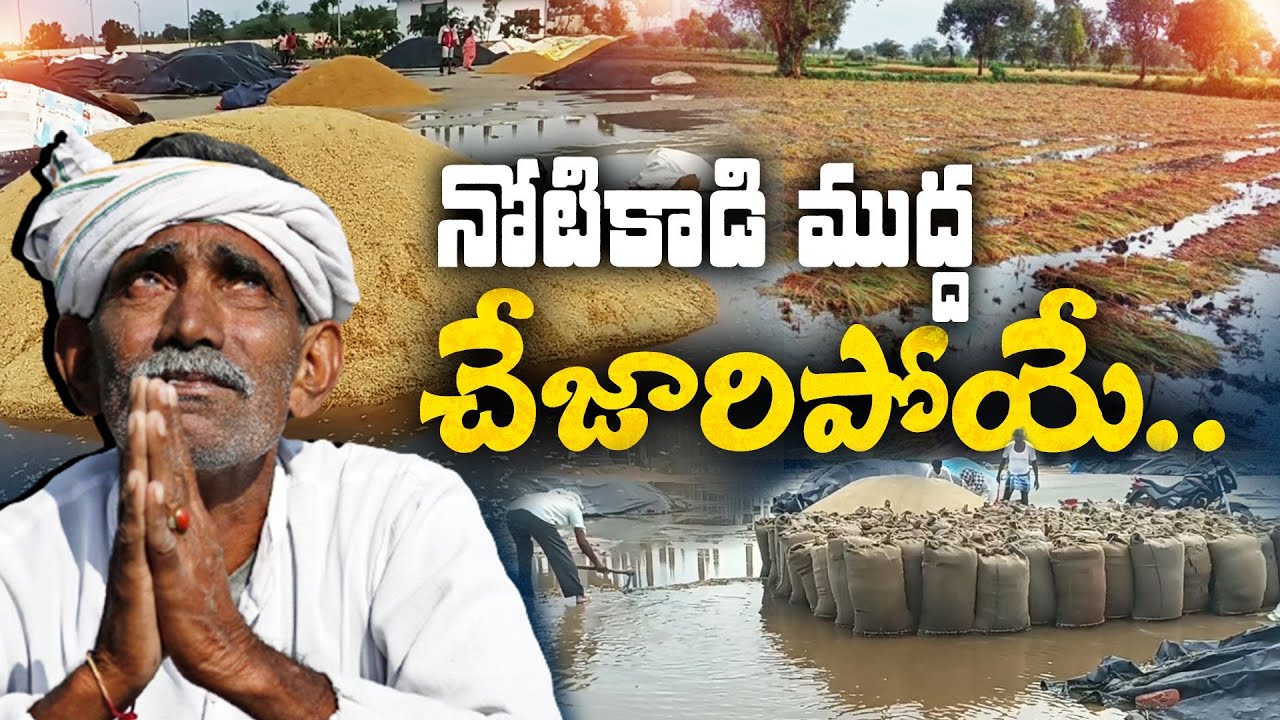 Crops Damaged | Due To Heavy Rains | Farmers Agitations Due To Loss ...