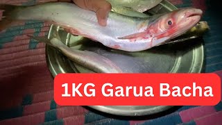 1Kg Size Garua Bacha Caught In River