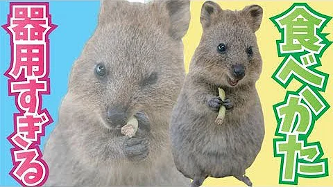 茶の間のわらびー 茶の間のわらびー