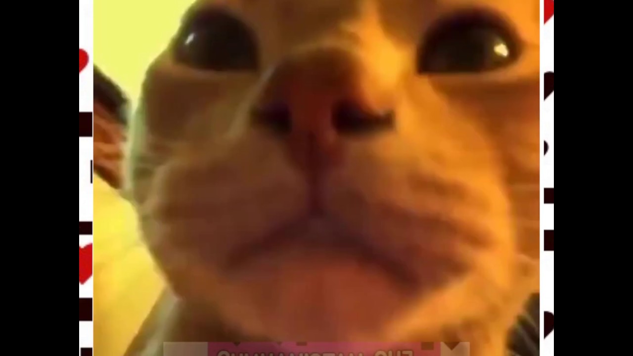 Front Camera Meme I When your Front Camera Open By Mistake I Funny Cat - YouTube