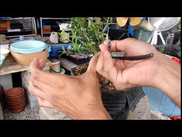 台湾ツゲ盆栽の作り方3[4] - YouTube