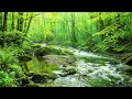 Gentle Flowing Stream and Chirping Birds, Nature White Noise for Study, Meditation, and Relaxation