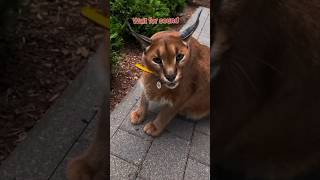 Car vs Cat Engine Sound Meme 💀😂 #shorts #viral #memes