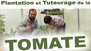 Comment Planter et tuteurer des tomates par ficelles ? - avec zeprofJunior