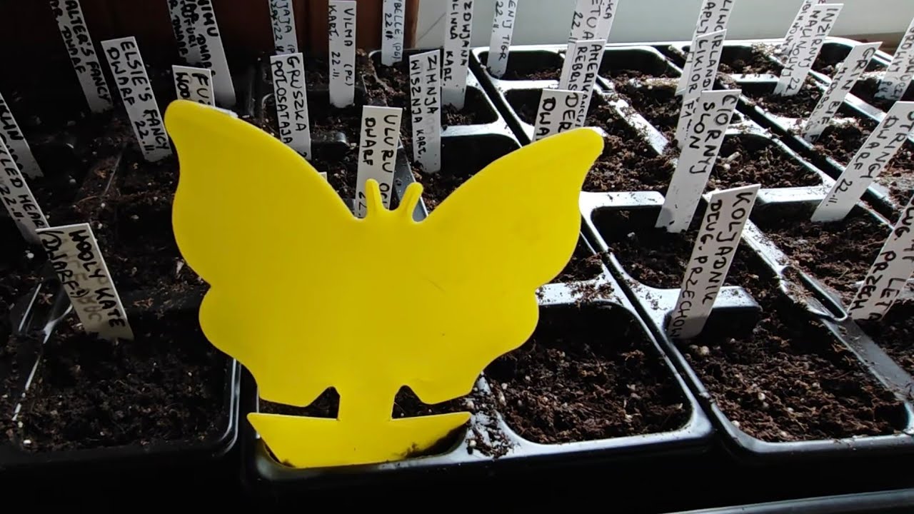 🍅Koniec siewu pomidorów. Czekam na pierwsze kiełkowanie🖐️Powodzenia życzę Państwu w uprawach☘️23.II.