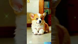 Chú Chó Dễ Thương 54 Pets Cute