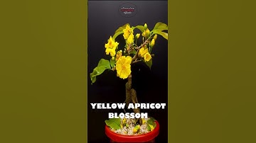 Thumbnail of Yellow Apricot blossom   Time Lapse #shorts