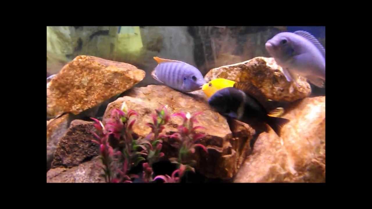 african cichlid tank mates Kenyi Cichlid VS Red Top Zebra