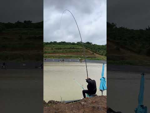 Đi câu cá cứ hở ra làm việc riêng cái là y rằng | #chungnguyenfishing #shorts