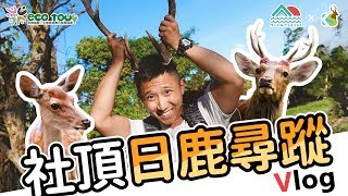 【恆春半島慢慢遊】社區生態旅遊系列#03 | 社頂日鹿尋蹤 |