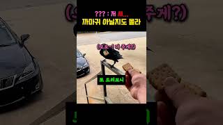 새삼 놀라운 까마귀의 지혜 #까마귀 #새 #동물쇼츠 #동물 #동물감동 #쇼츠 #shorts #shortvideo #웃긴영상 #웃긴 #반전 #과자