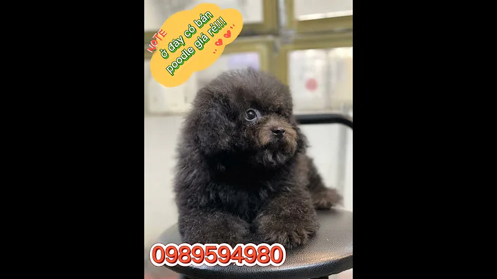 Mua chó poodle xám tiny giá rẻ, giá chó poodle năm 2022 #chópoodle #poodle #chopoodle250k #phocsoc