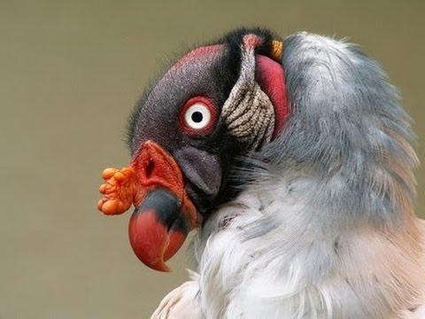 Burung Pemakan Ikan Burung Langka Youtube