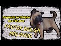 Segunda Avaliação dos Filhotes de Pastor Belga Malinois. 19 de setembro de 2022