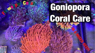 Goniopora Coral Care in a Mixed Reef