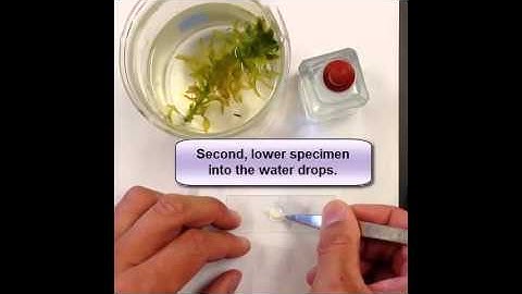 How To Prepare A Wet Mount Slide