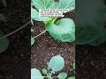 “Campuran Media Tanam Anti Gagal untuk Semua Jenis Tanaman" #berkebun #MediaTanam#kebunmini
