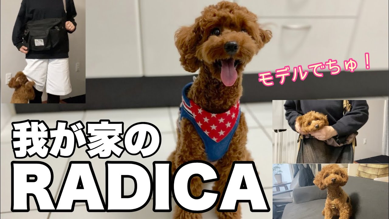 【RADICA】買って良かったワンコグッズをご紹介【トイプードル】
