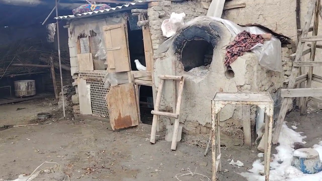 АБДУЛЛА АКА ХОНАДОНИДАН ШАХРИХОН #кабутар #каптар #голуби #животных #животный #shorts#short #kaptar