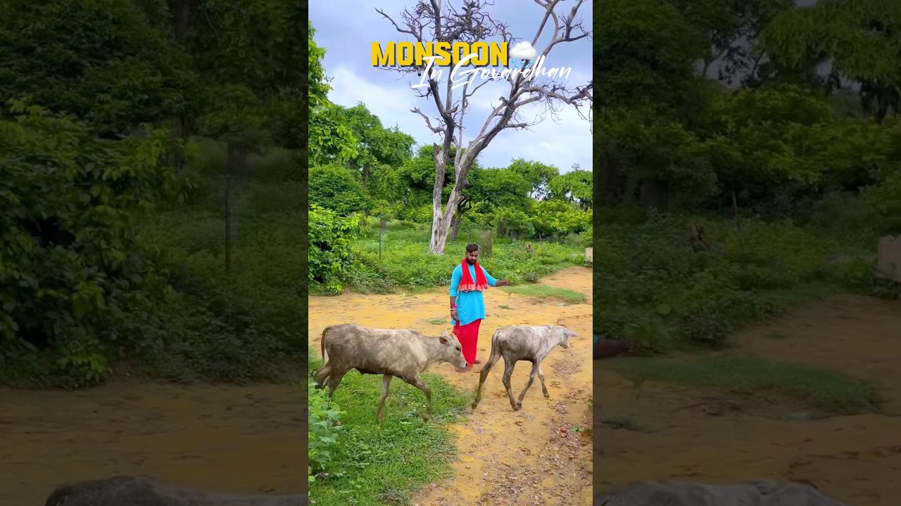 MONSOON IN GOVARDHAN 🌧️ 
