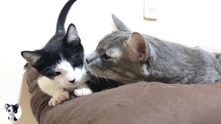 What happens when a selfish rescued kitten approaches a big cat
