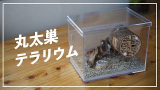 アリの人工巣　アンテシェルフ mqdefault.jpg
