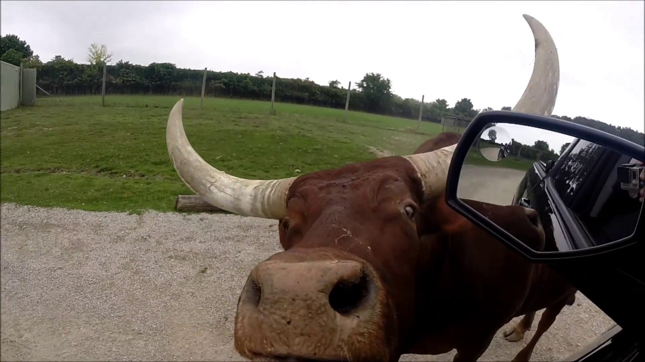 african safari drive through ohio