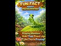Fun Fact About Mantises | Nature Learning Short for Kids #preschoollearning #educationalvideos