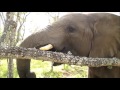 Big baby elephant having breakfast