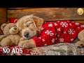 12 HOURS Gentle Music for Dogs 🐶🌸 Create a Peaceful Space 🎶 Relaxing Rest 💤 No Ads