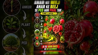 1000 Days in 60 Seconds! Anar Seed to Fruit Time Lapse 😲 #shorts