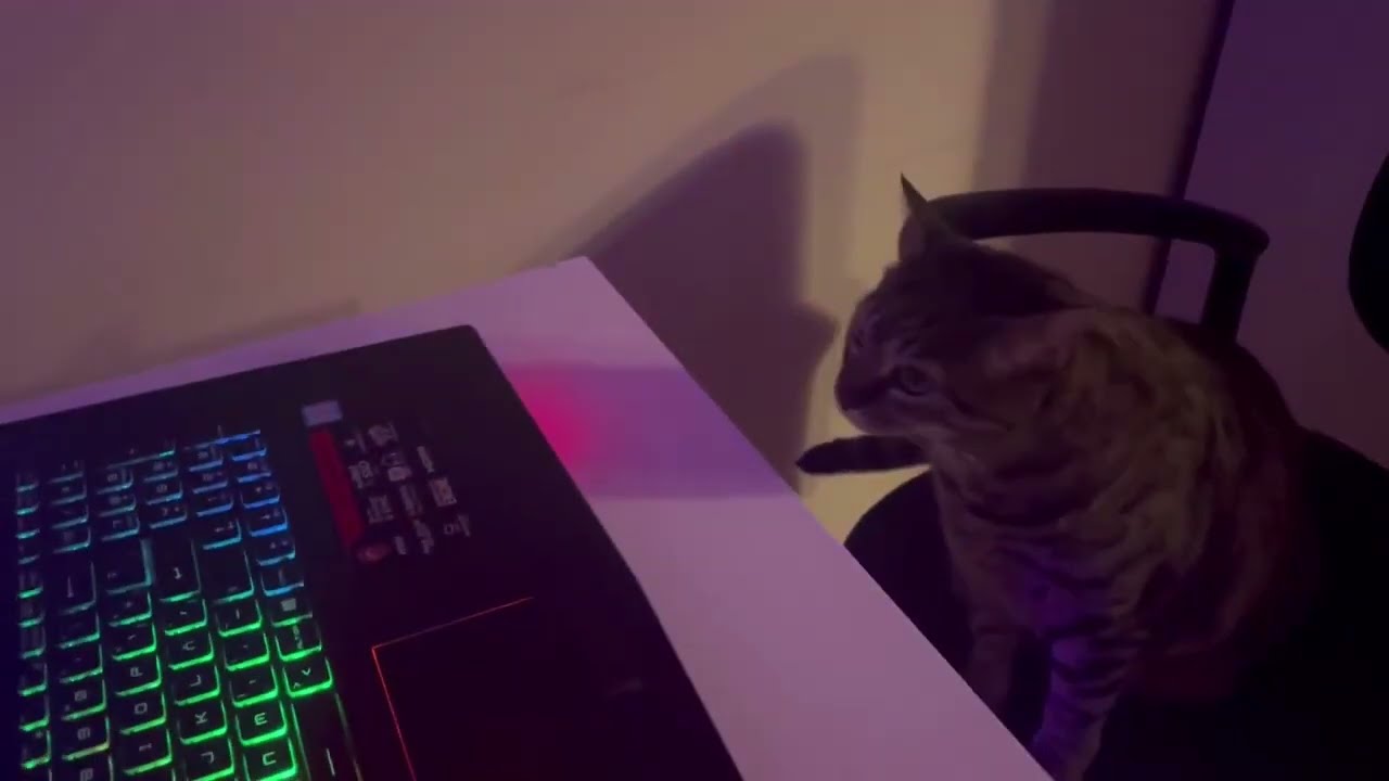 Кот - DJ Кот #1 -  Funny Videos😻🎧🎧🎵🎵 