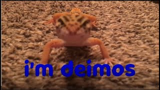 Meet Deimos Lizard...