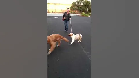 A New Dog Walker