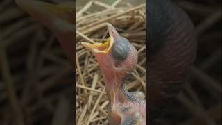 # bird baby#wildlife #usa bird # animal chick