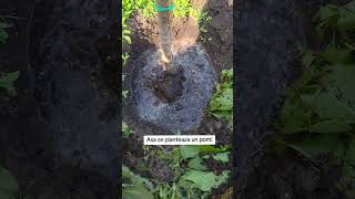 Voi cum plantati pomii? #livada #cumplantam #pomi #trees #nature