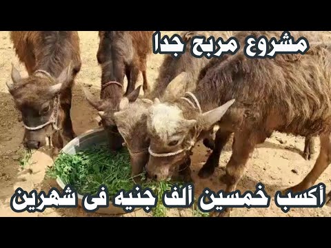 مشروع مربح جدا أكسب خمسين ألف جنيه فى شهرين من تربيه العجول الصغيره 