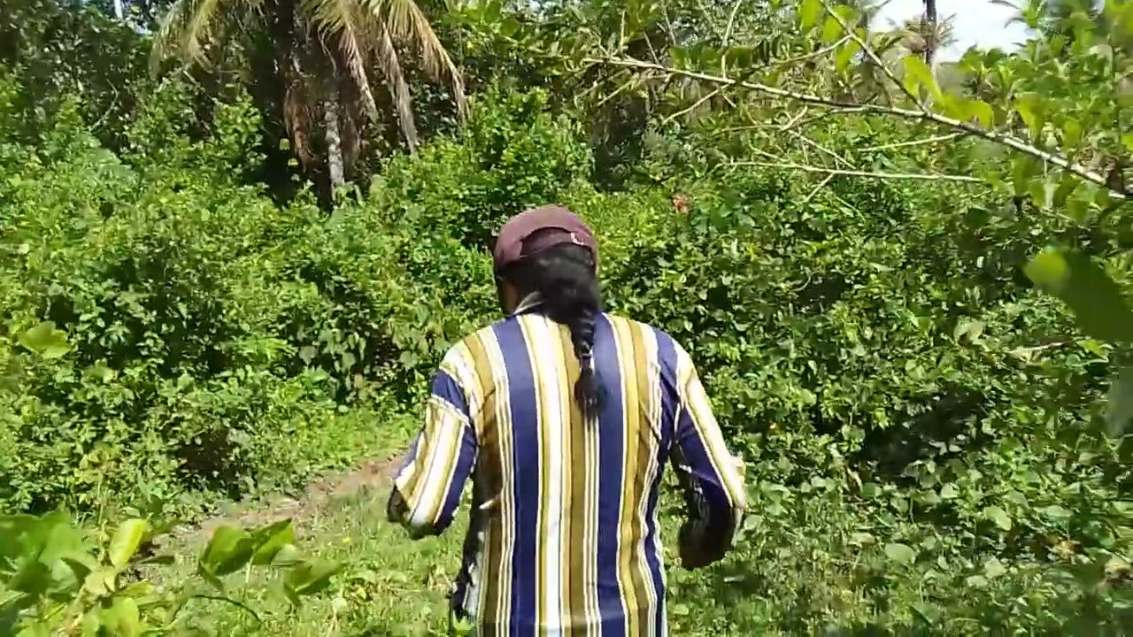 Faz bandeira branca mamanguape paraiba 01  03 2026