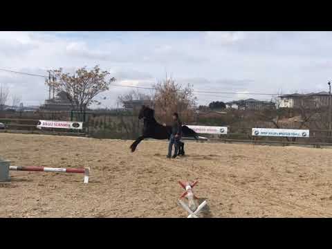 Safkan Avrupa Friesian Atı