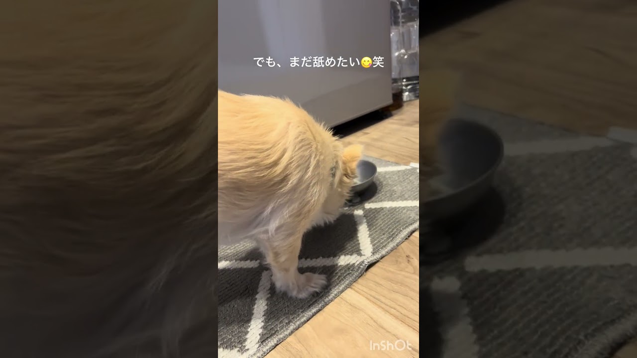 チワワ11歳。かんぺーの朝のルーティン🐶🌿✨