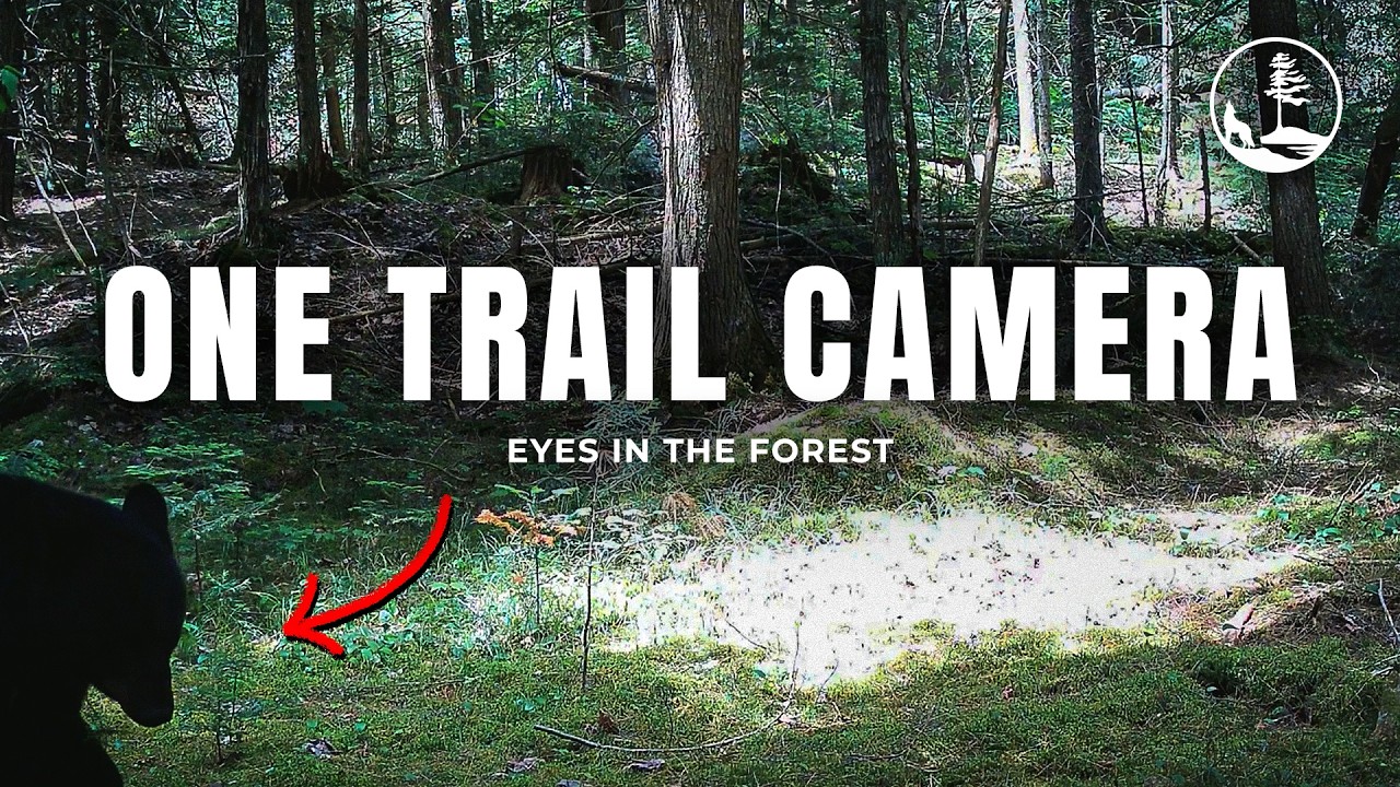 Eyes in the Forest: One Trail Camera's Wildlife Encounters