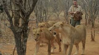 Walking with Lions and Leather Flight Bag in Africa