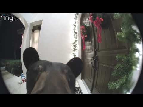 VIDEO: Bear rings doorbell at home in Florida